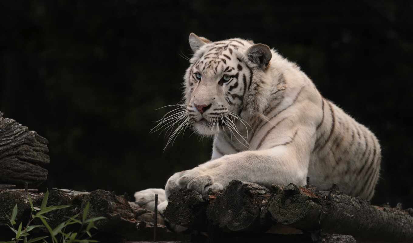 mobile, white, кот, тигр, wild