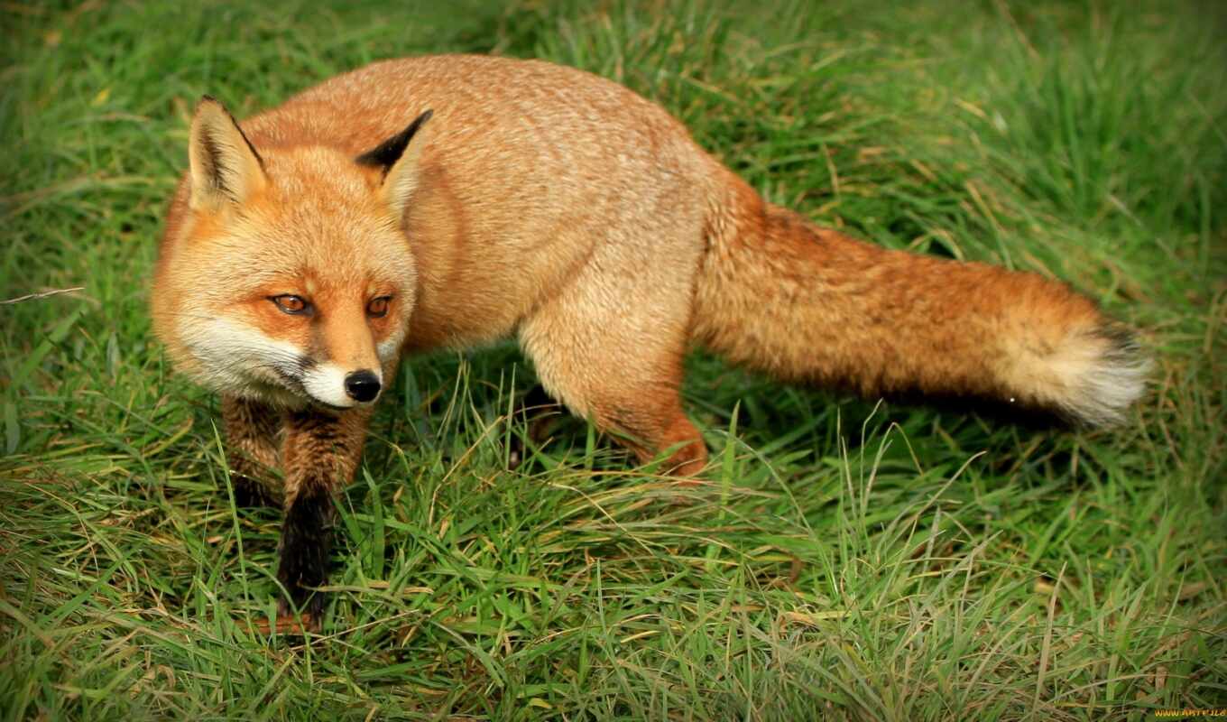 free, red, fox, one, muzzle, tail, to collect, high - quality, fonwall