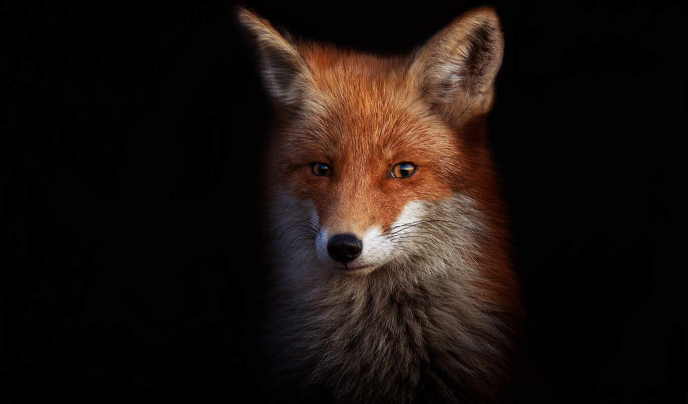 background, fox, black