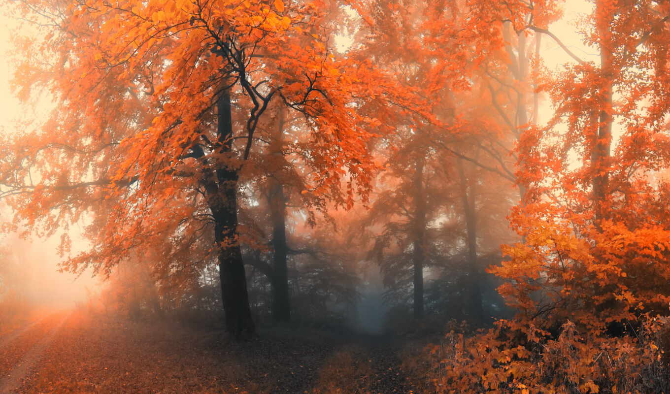 природа, лес, осень, trees, туман