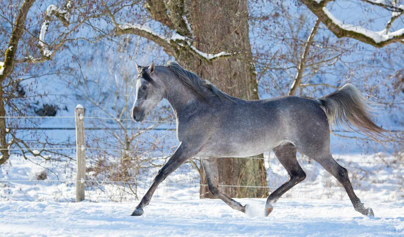 profile, лошадь, снег, winter, tapety, движение, tapet, zdjęcia