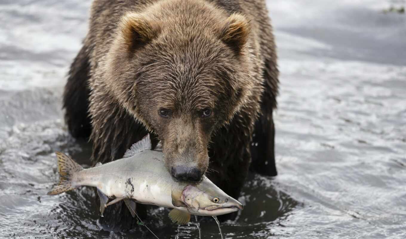 природа, summer, браун, медведь, animal, fish, река, hunt, catch, grizzly, лосось