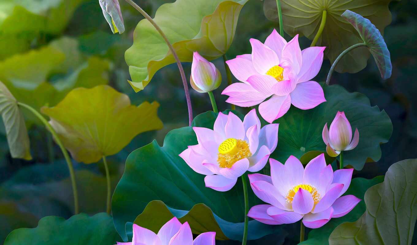 природа, цветы, лист, розовый, пруд, лепесток, lotus, бутон, many