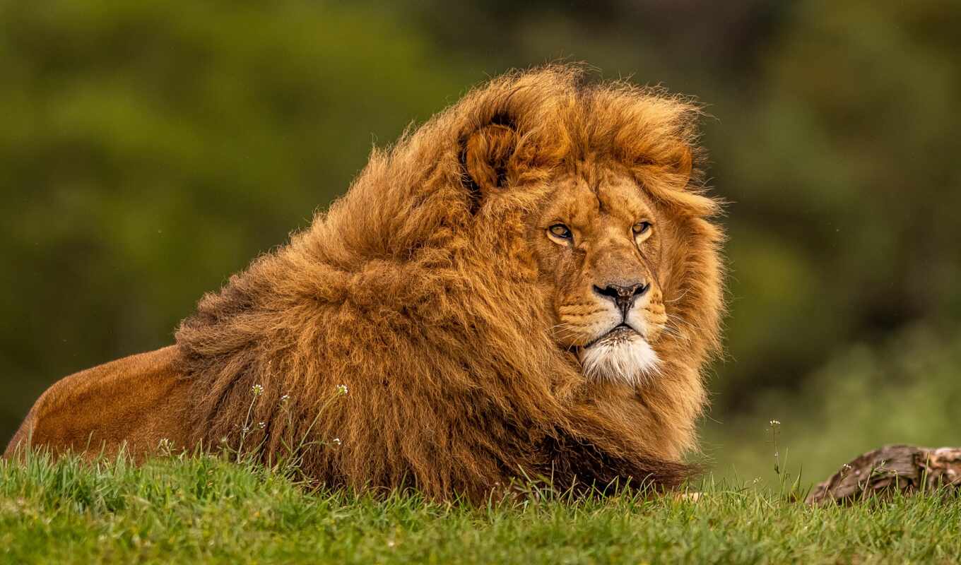 nature, lion, cat, big, left, animal, mane, masai, zhivat