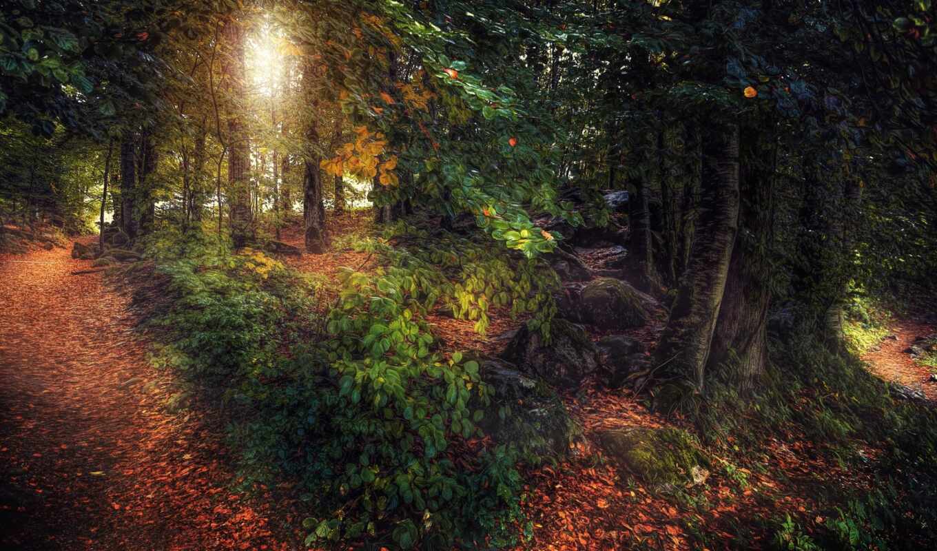 tree, autumn, fond, path, leaf, fore