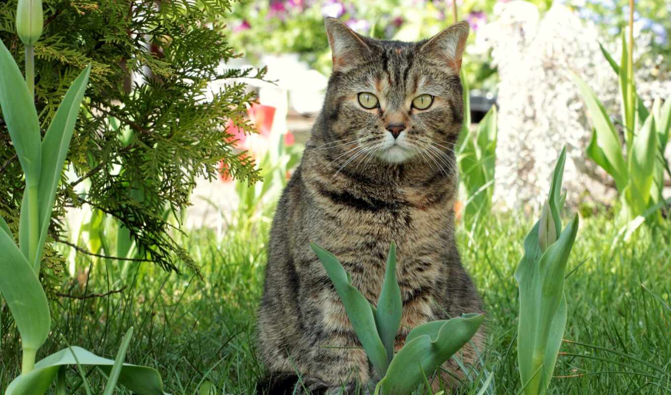 цветы, трава, кот, киска, котенок, весна, gato, short