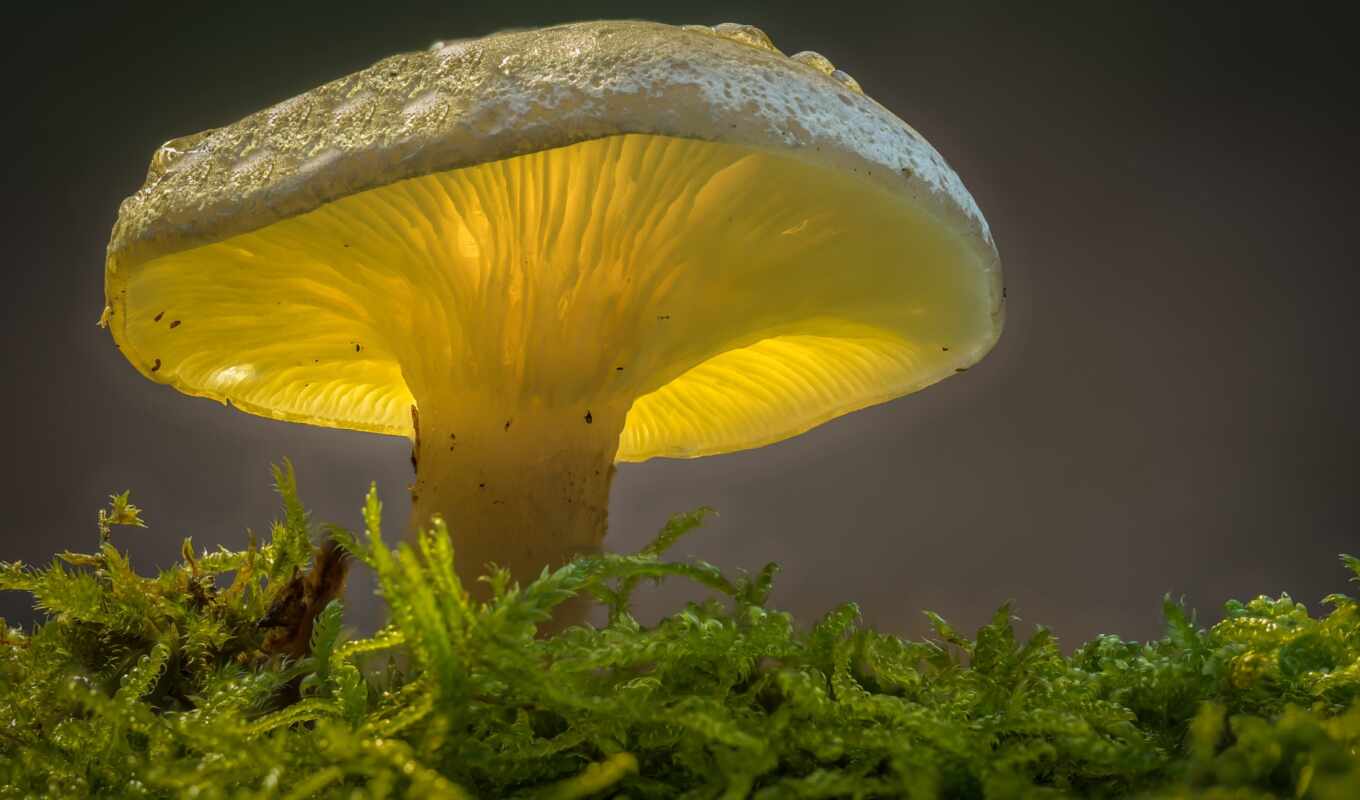 wild, mushroom