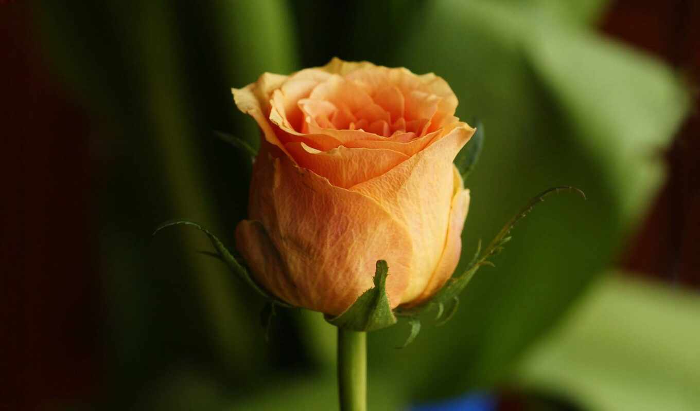 rose, fiorus
