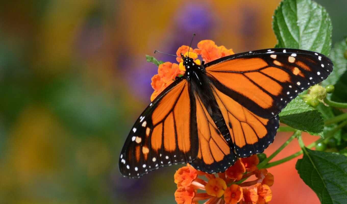 butterfly, caterpillar, monarch