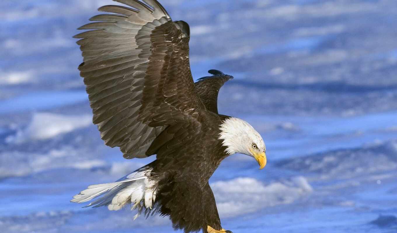 water, flying, wings, распространение, араффе