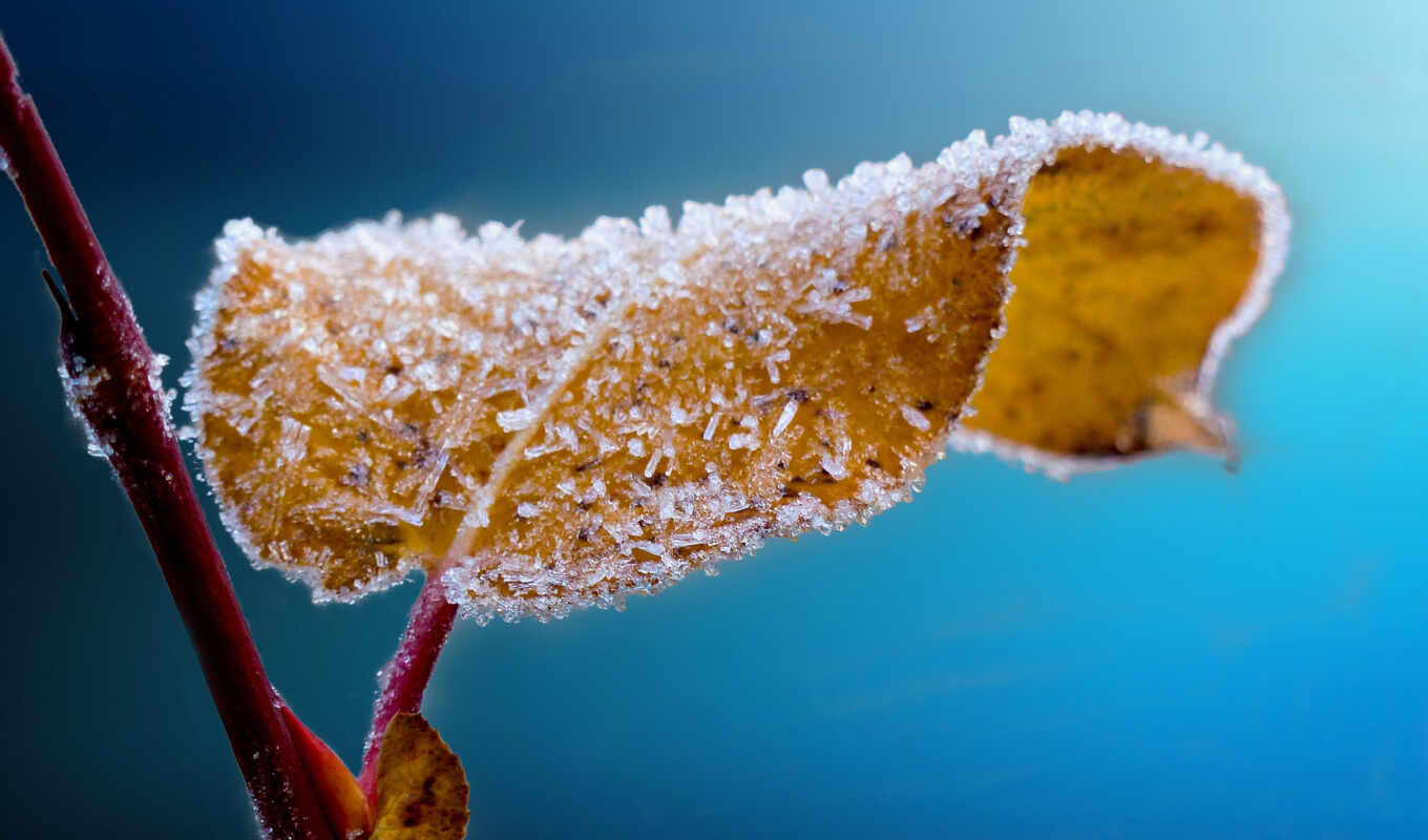 frost, leaf, twig
