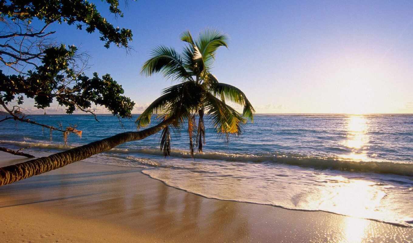 nature, beach, landscape, coast, ocean, palm, trees, tilt