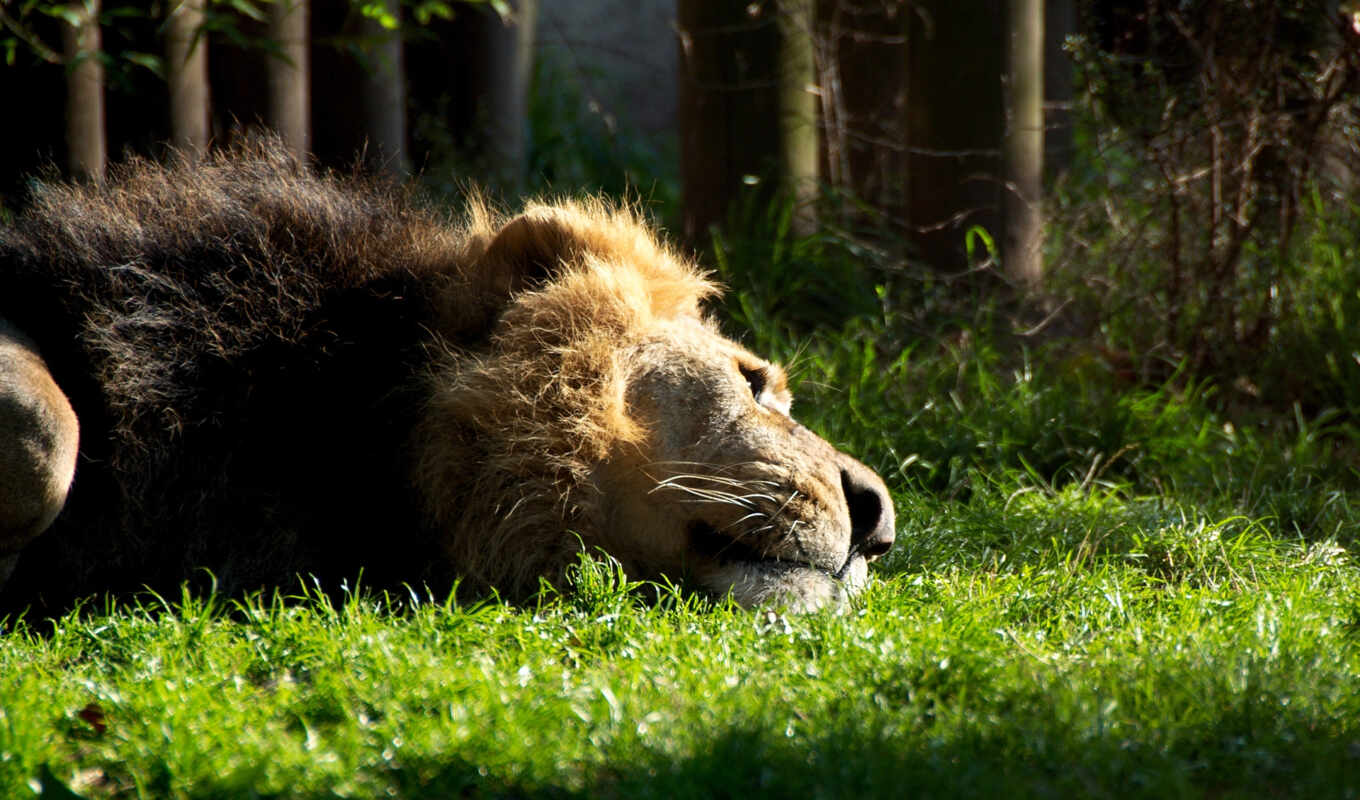 lion, лежит, забавные, львы, card, zhivotnye, львица, отдыхает, котятами, отдыхающий