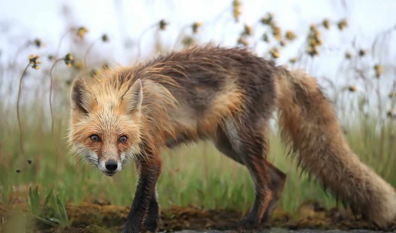 nature, red, grass, field, eyes, fox, see, autumn, animal, lawn, a mammal