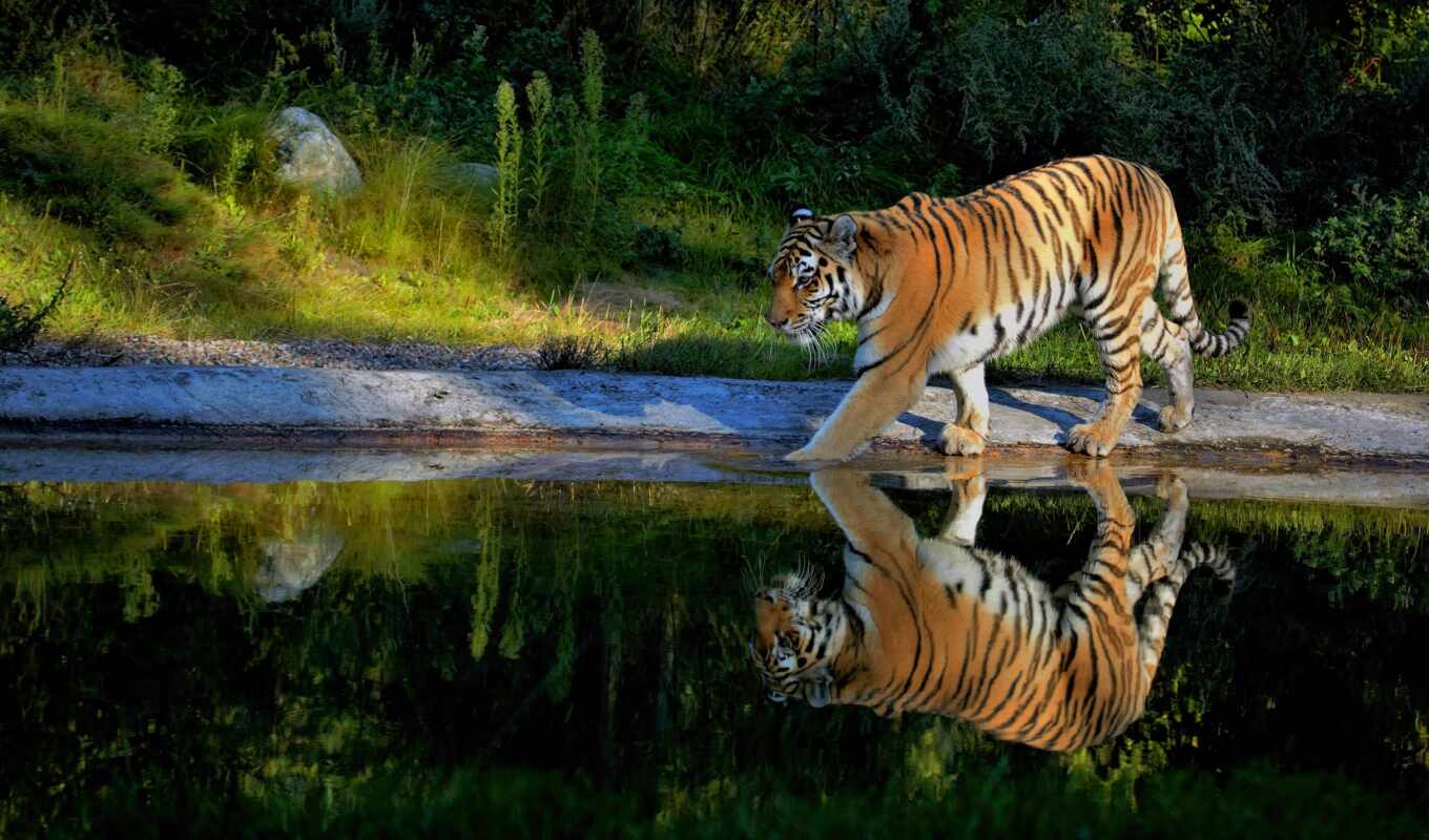 picture, water, walk, amur, tiger, animal, pond, reflection, tag