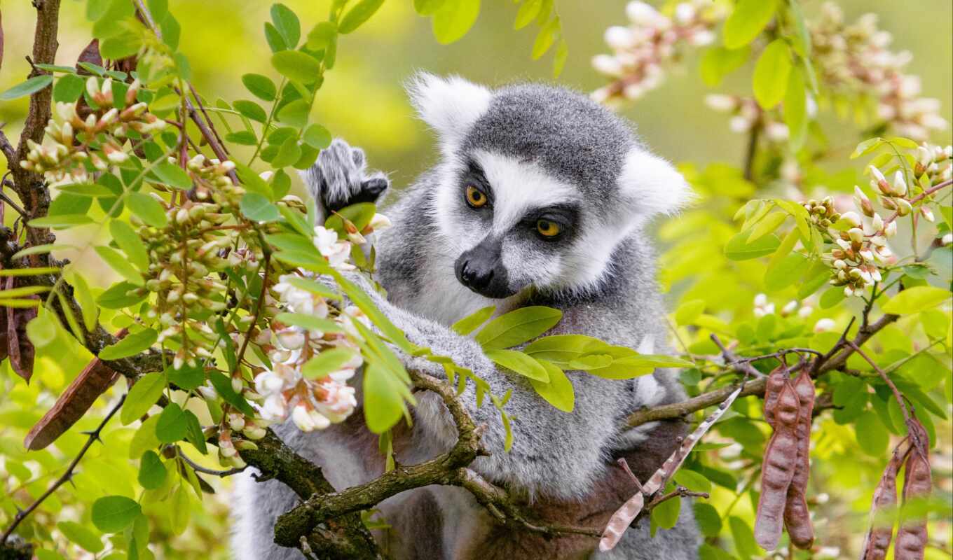 lemur, funart, пролемур