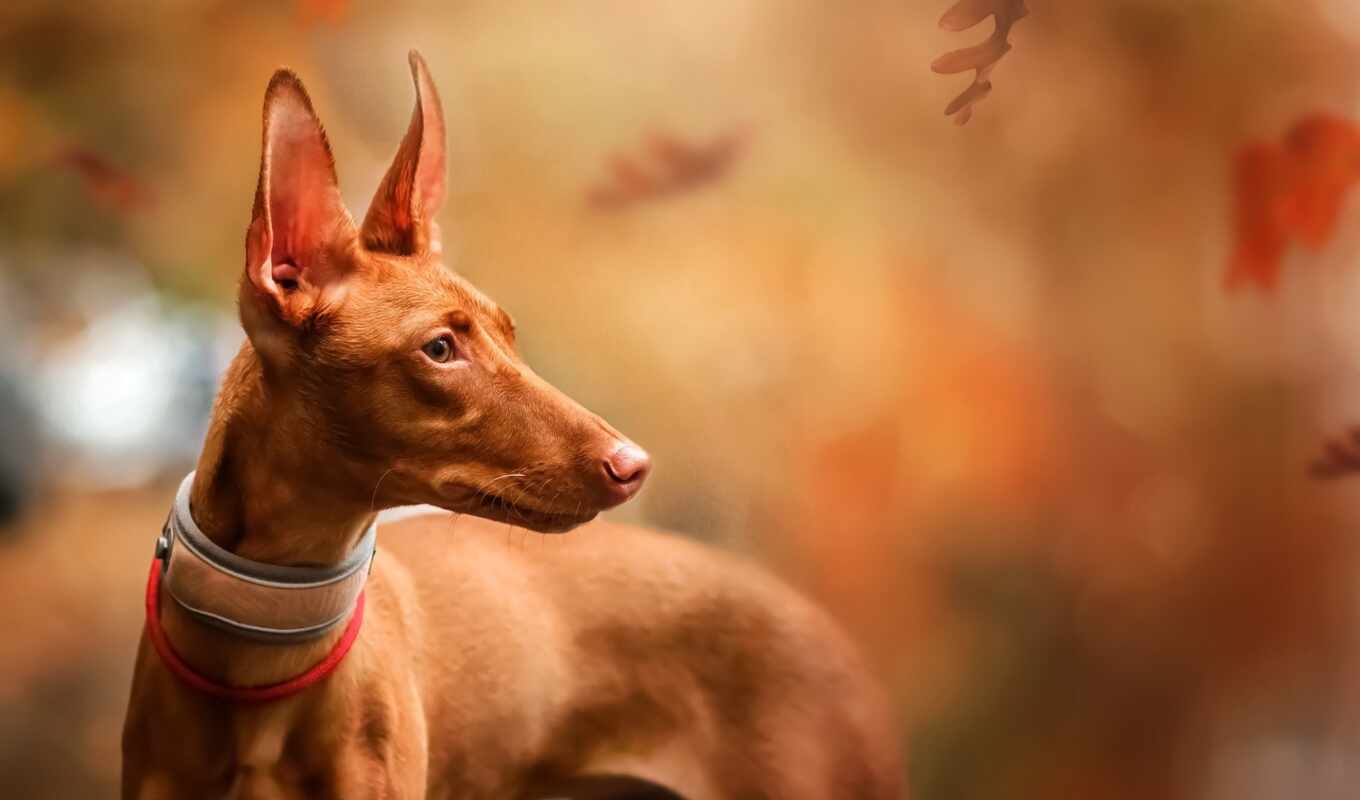 dog, portrait, autumn, breed, park, hound, adobe, headlamps, hond, sobkovod