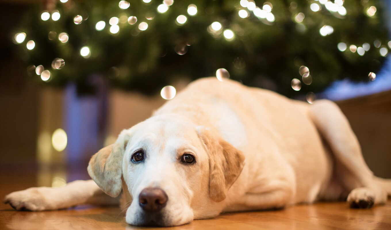 home, огни, собака, christmas, labrador, animal, retriever