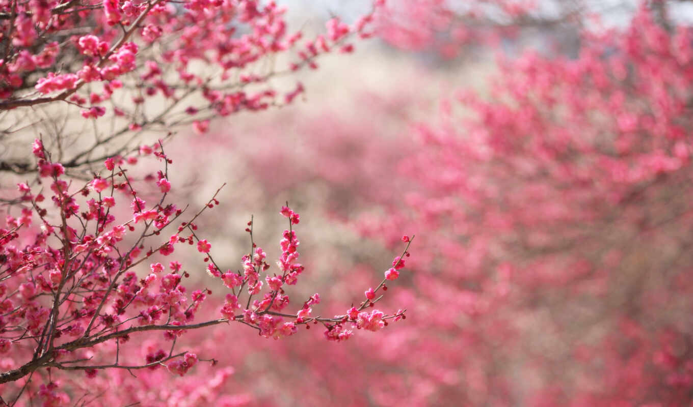 цветы, дерево, март