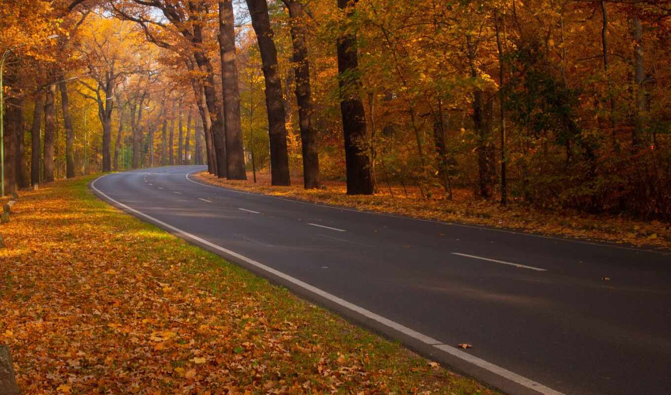 nature, forest, road, autumn, foliage