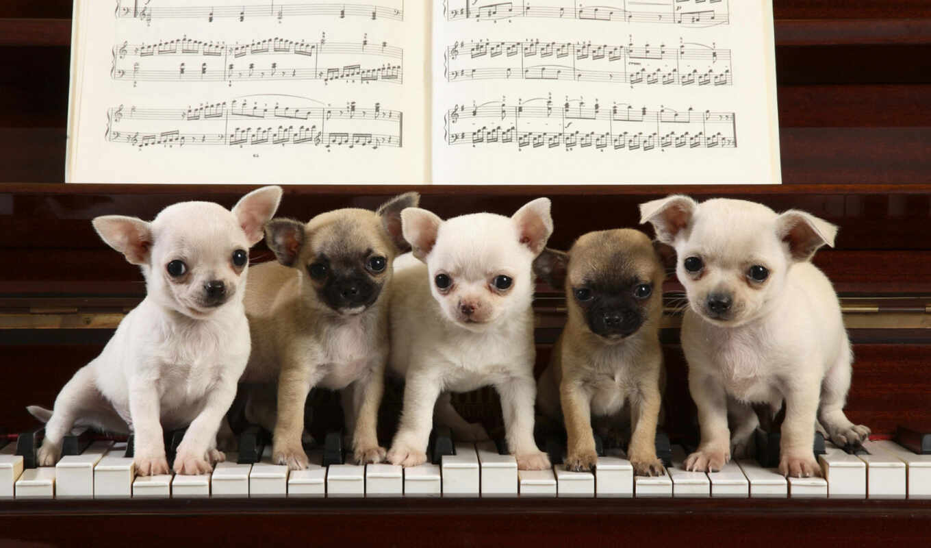 dogs, pinterest, sur, piano, игры, щенки, чихуахуа, souris