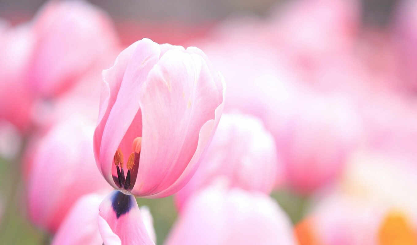 flowers, flowers, pink, tulips, tulips, tulip, cvety, gentle, buds