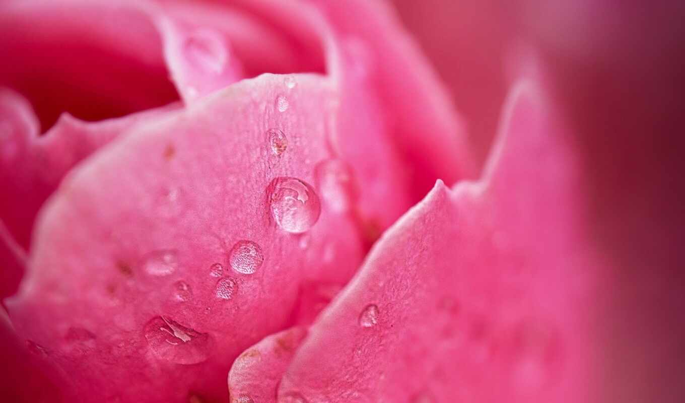 цветы, drop, очень, розовый, который, лепесток, small, subject