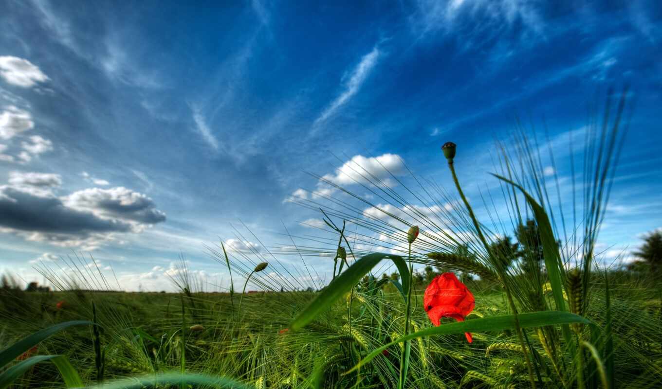 sky, flowers, grass, beautiful, meadow, poppy