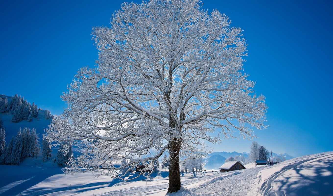 nature, tree, frost, snow, winter