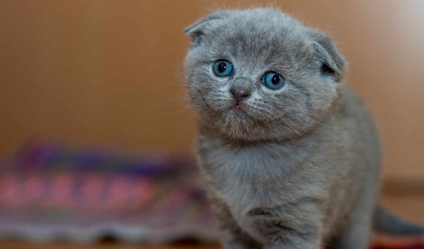 eye, cat, cute, kitty, scottish, pet, fold, lop - eared