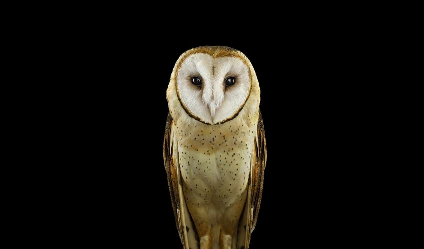 nature, simple, owl, bird, animal