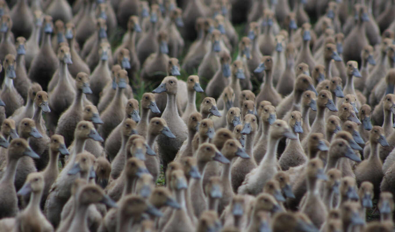 утка, птица, animal, national, geographic