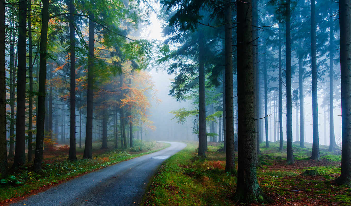 природа, лес, дорога, trees, туман, forests