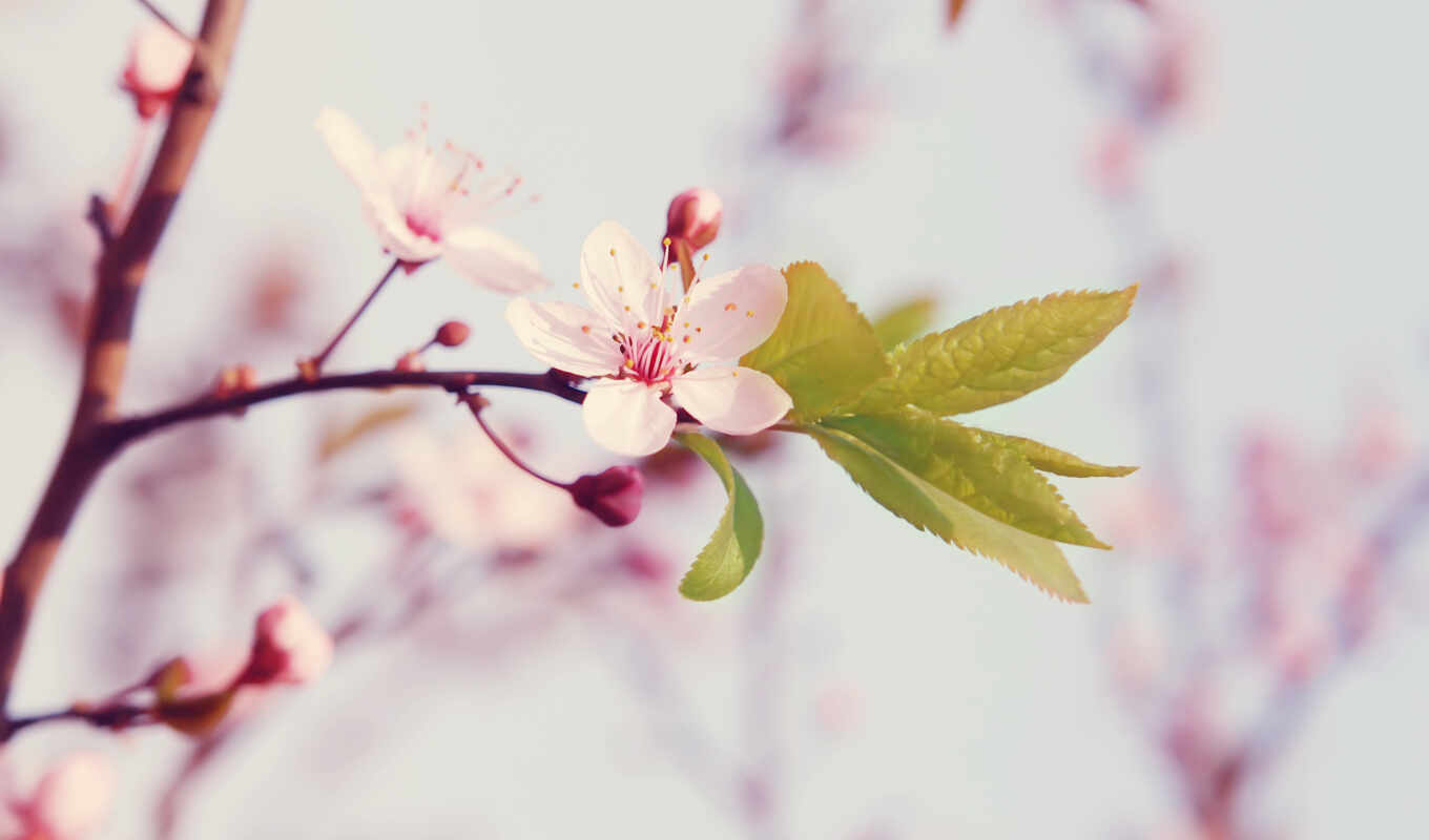 nature, flowers, flowers, macro, Sakura, cherry, branch, spring, blossom, cvety, petals