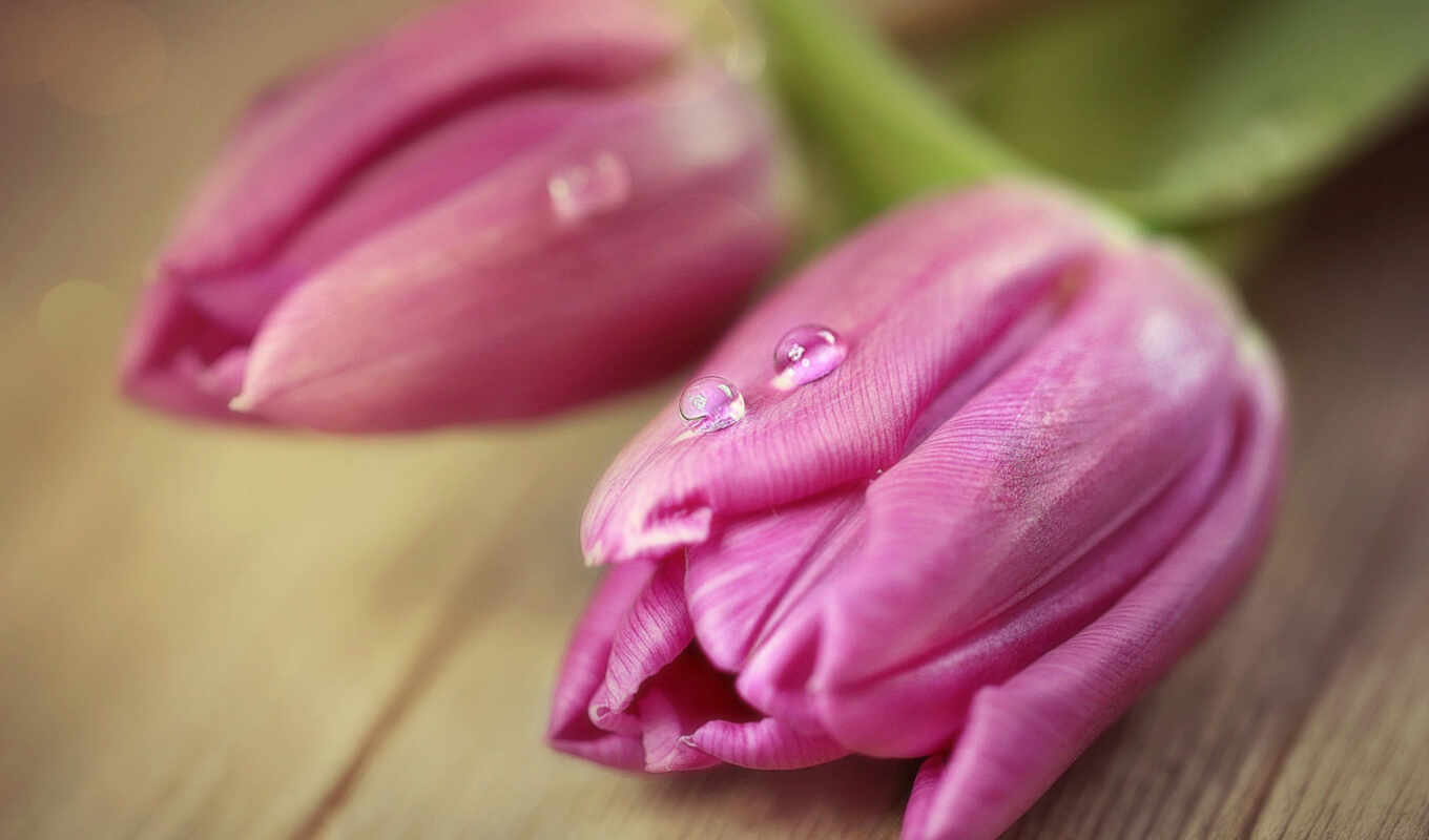 розовый, роса, тюльпан