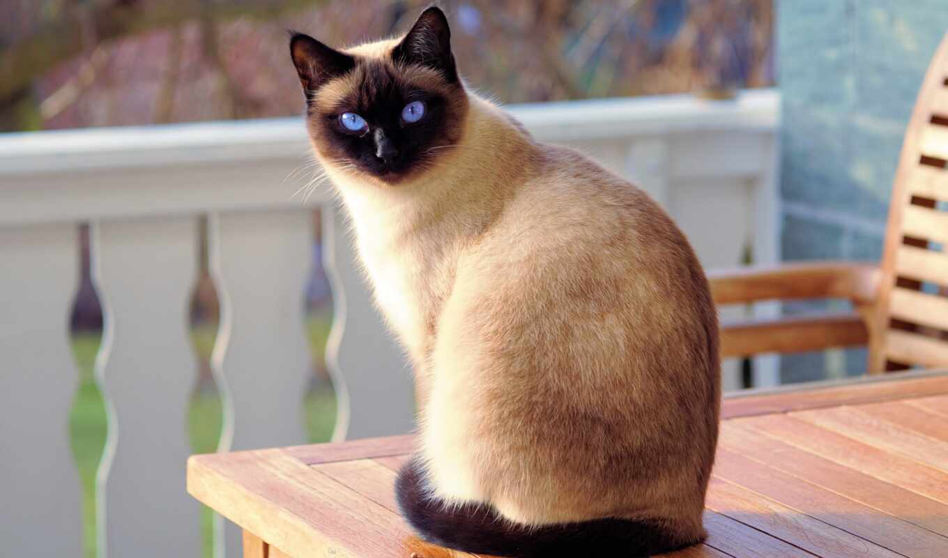 cat, deck, they, breed, spec, problem, siamese, narrow, fur coat