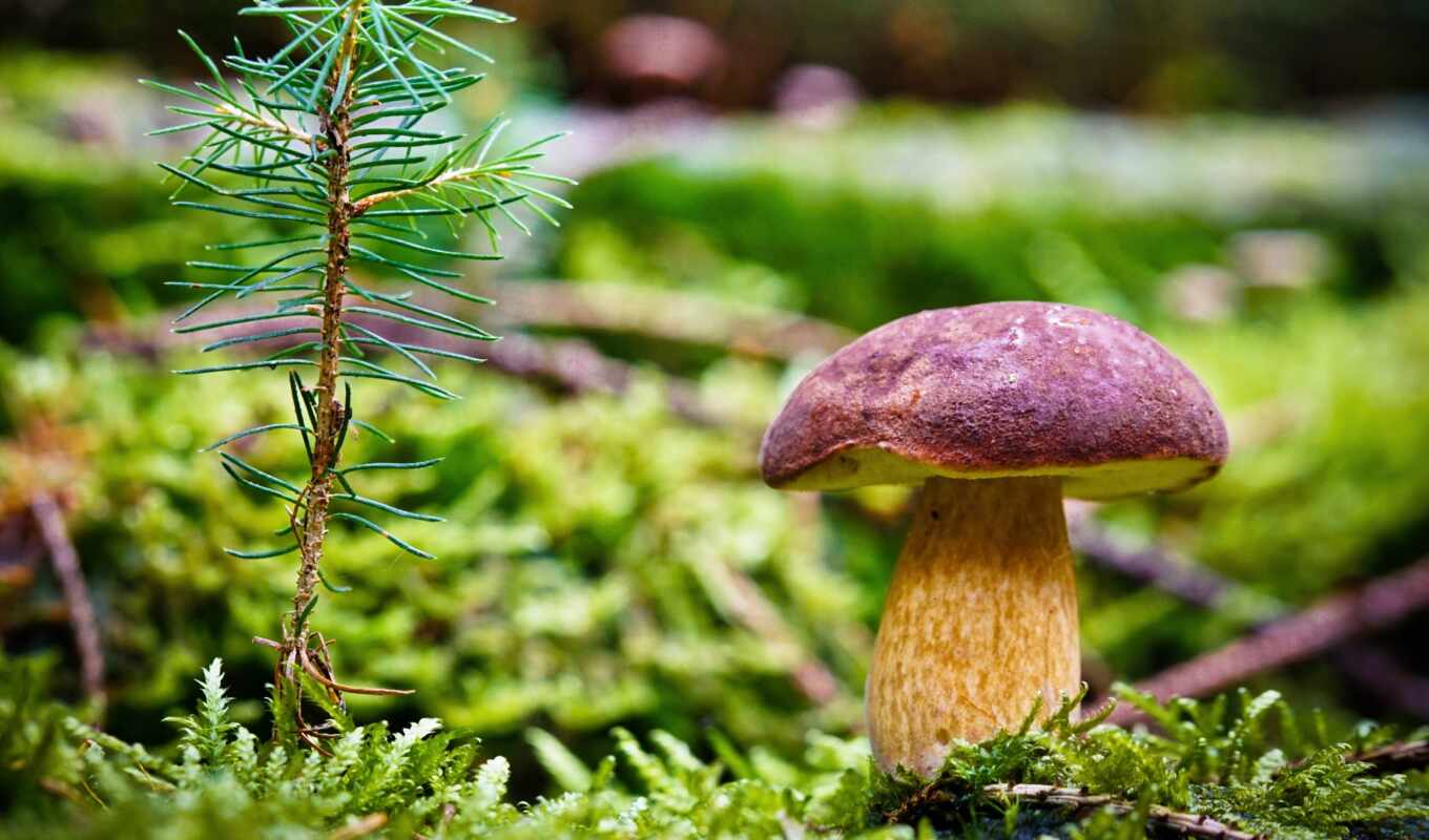 природа, mushroom, грибник, fonwallfoto