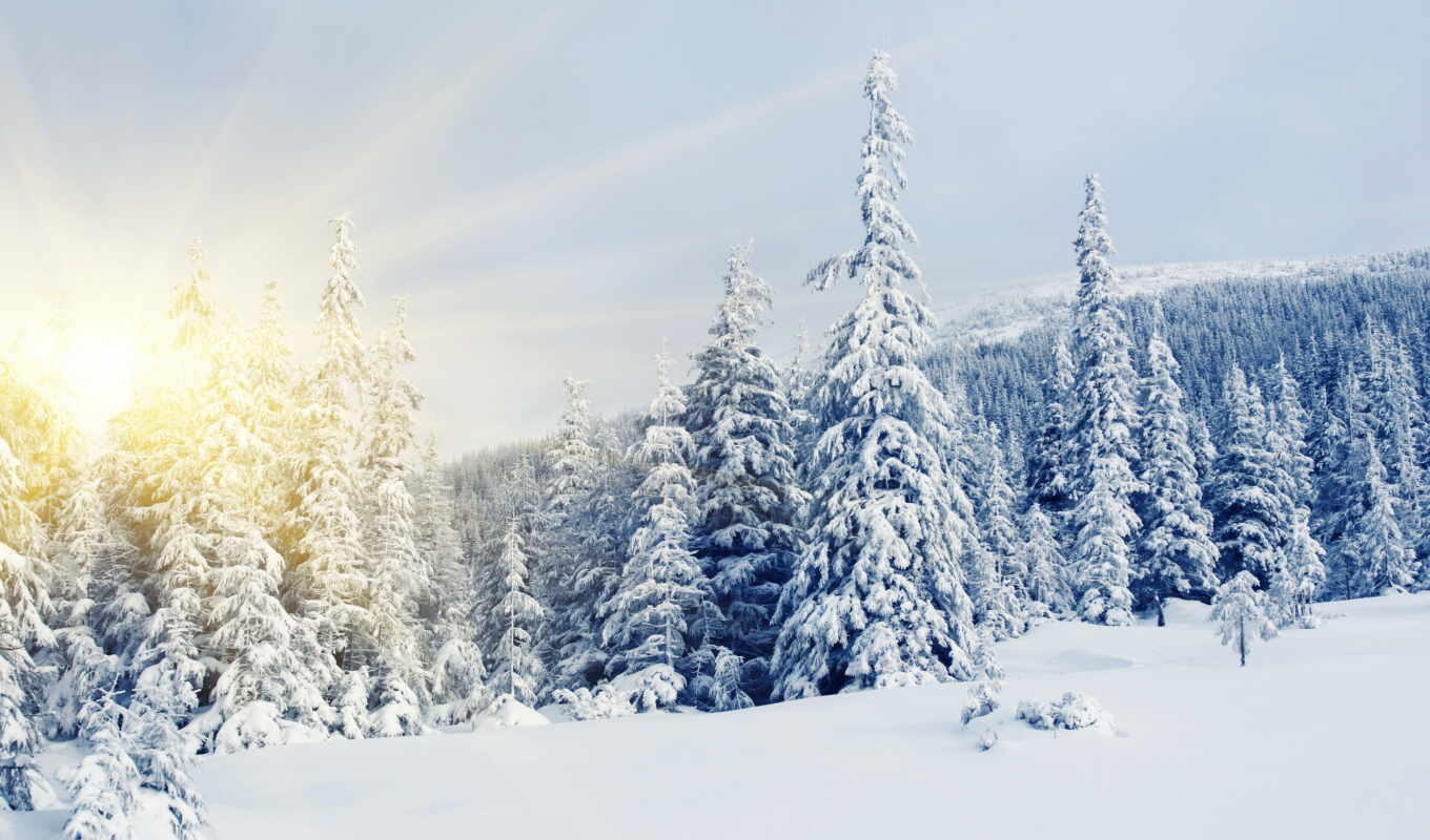 широкоформатные, sun, снег, winter, елки, eli, сосны, заснеженных