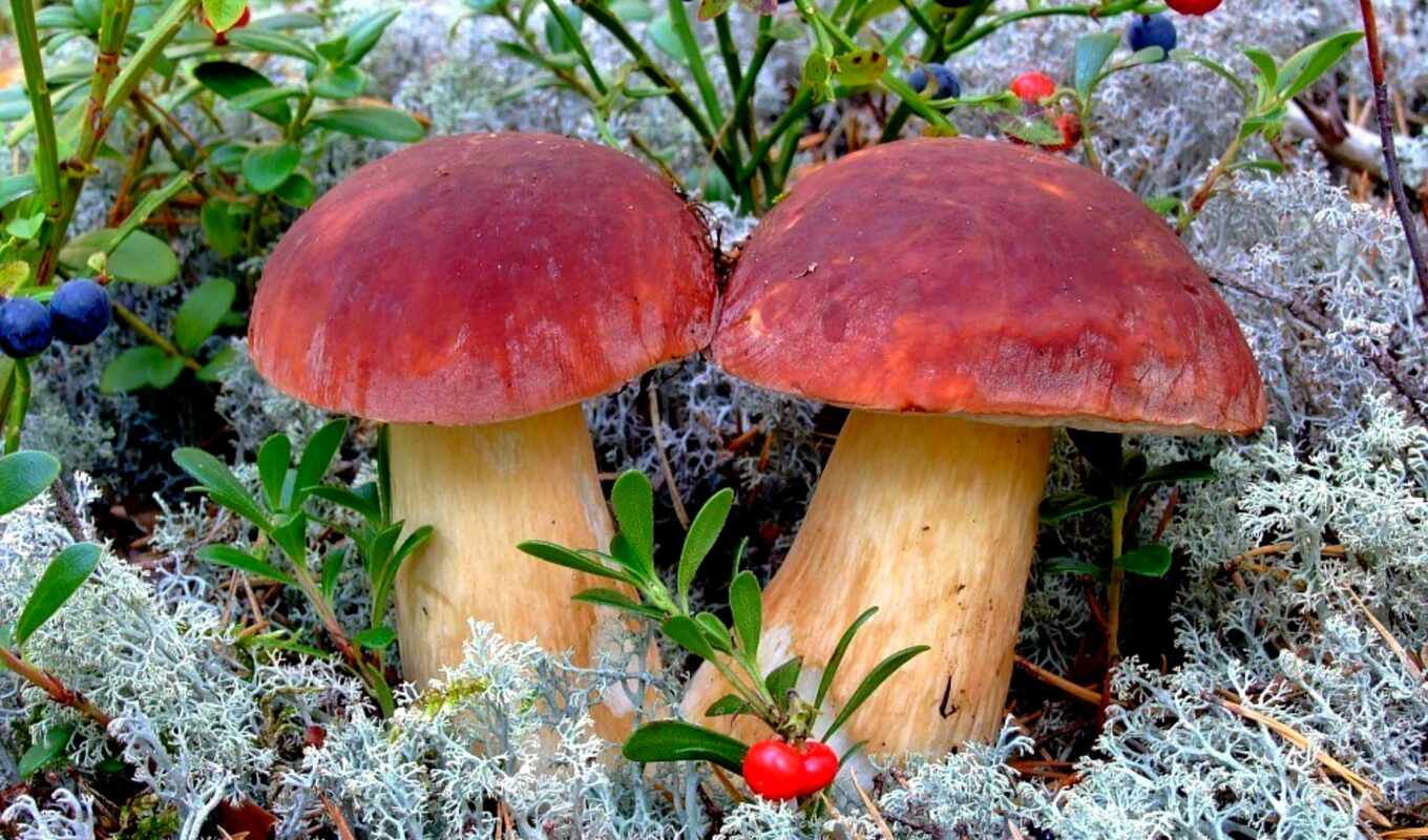 desktop, free, full, natural, mushroom