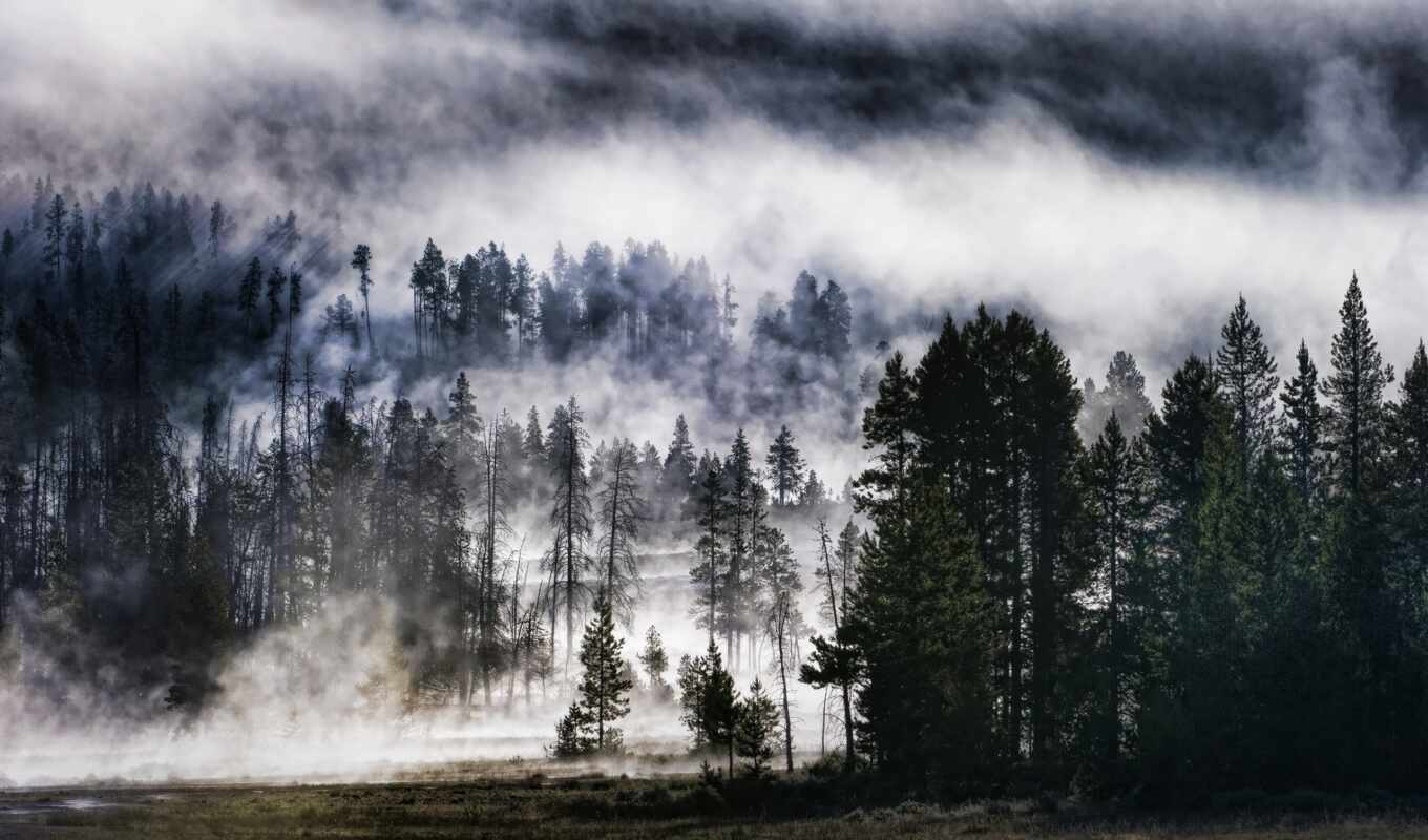 природа, небо, совершенно, лес, лесу, wpapers, тумане, foggy