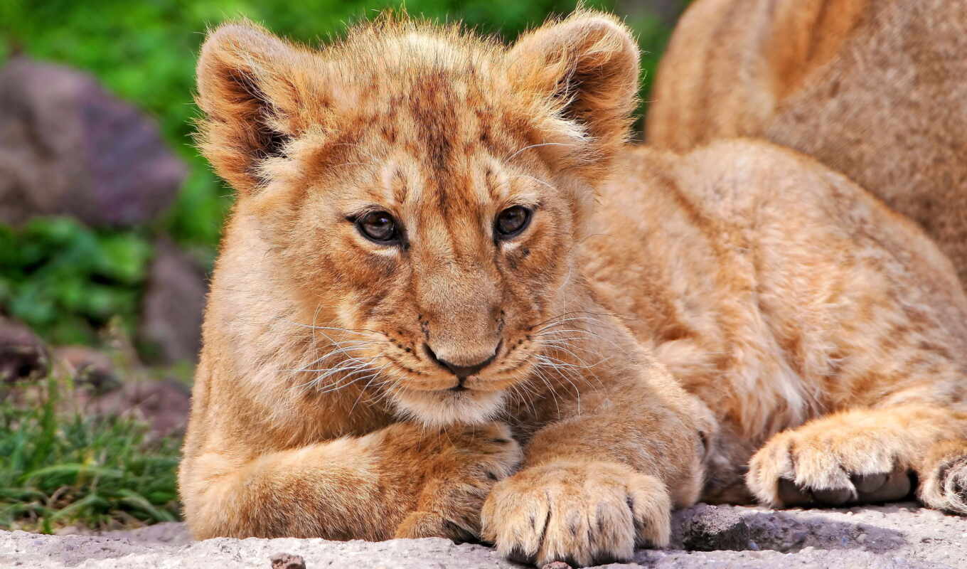 lion, closely, lies, muzzle, the cub, baby, grass, lioness, lionoke, lionka