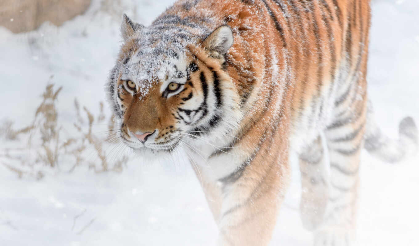 трава, снег, winter, кот, смотреть, grace, хищник, тигр, animal, тигр, amurskii