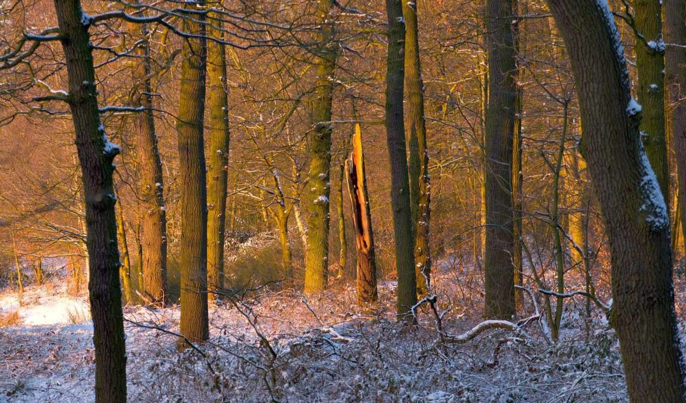 winter, лес, день, clear, солнечный, northern, hardwood, fore