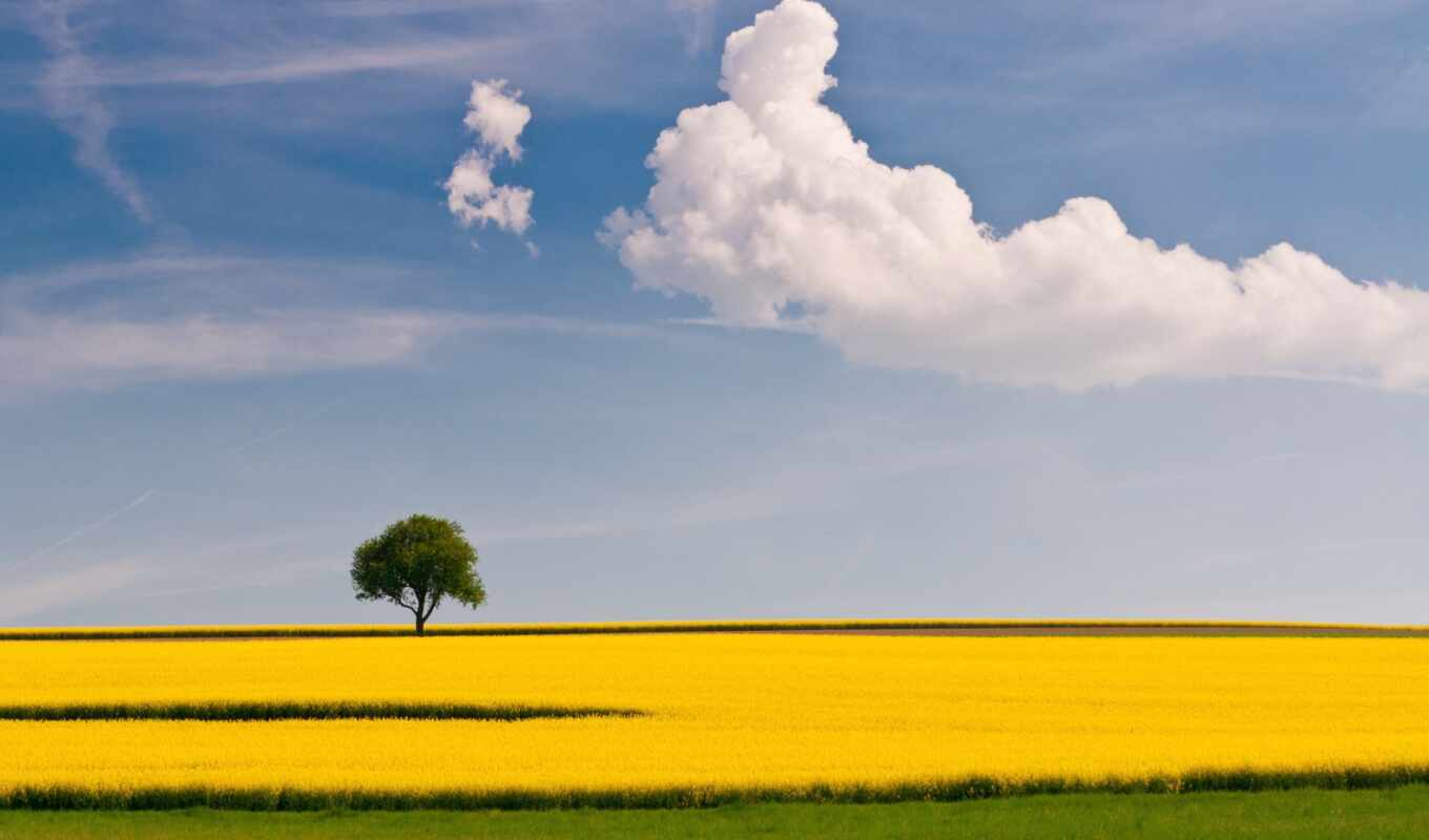 дерево, поле, landscape, yellow
