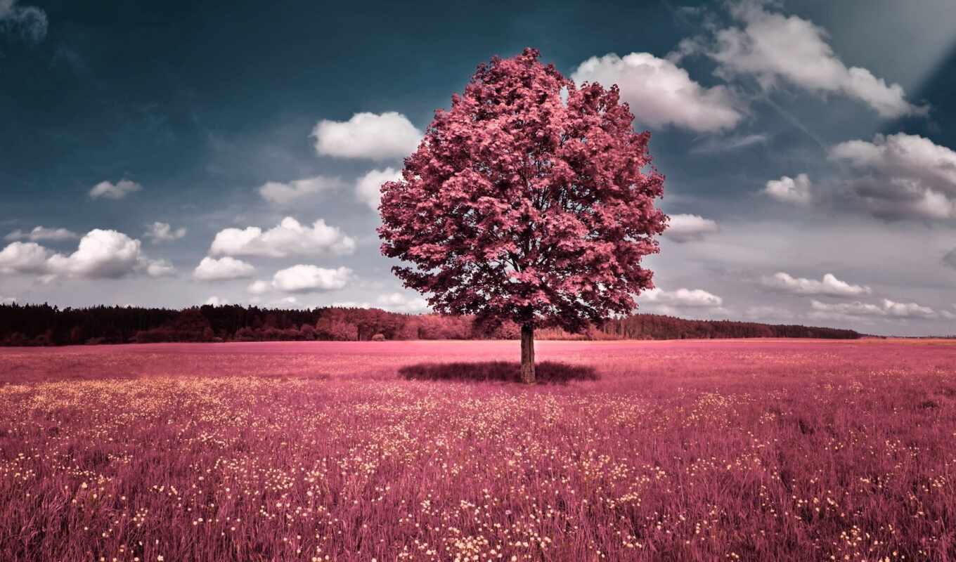 nature, sky, flowers, tree, grass, field, landscape, cloud, pink