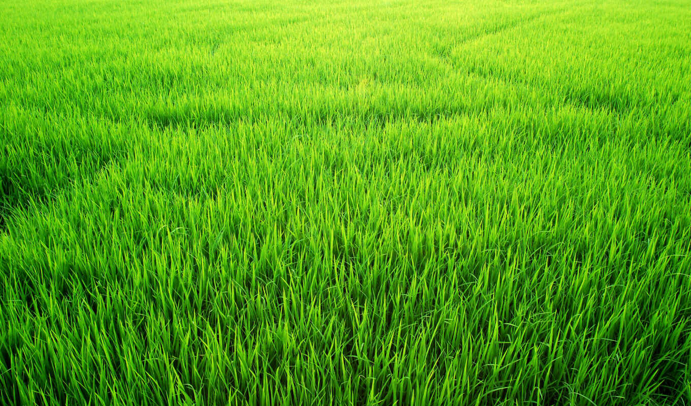 free, green, grass, field, photos, images, stock, rice, royalty, paddy