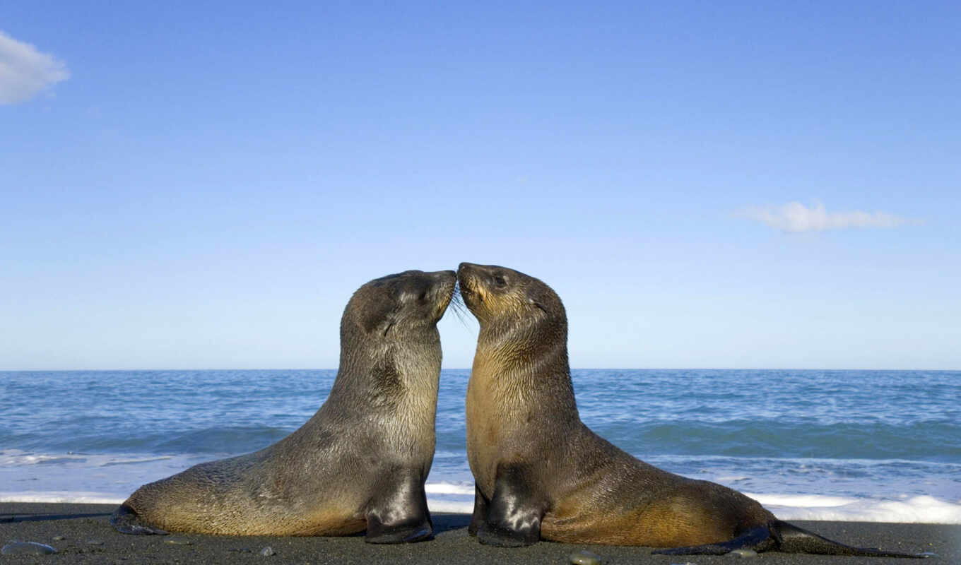 picture, sea, seal, marine, zhivotnye, seals, kisses, marine, cats, freeze