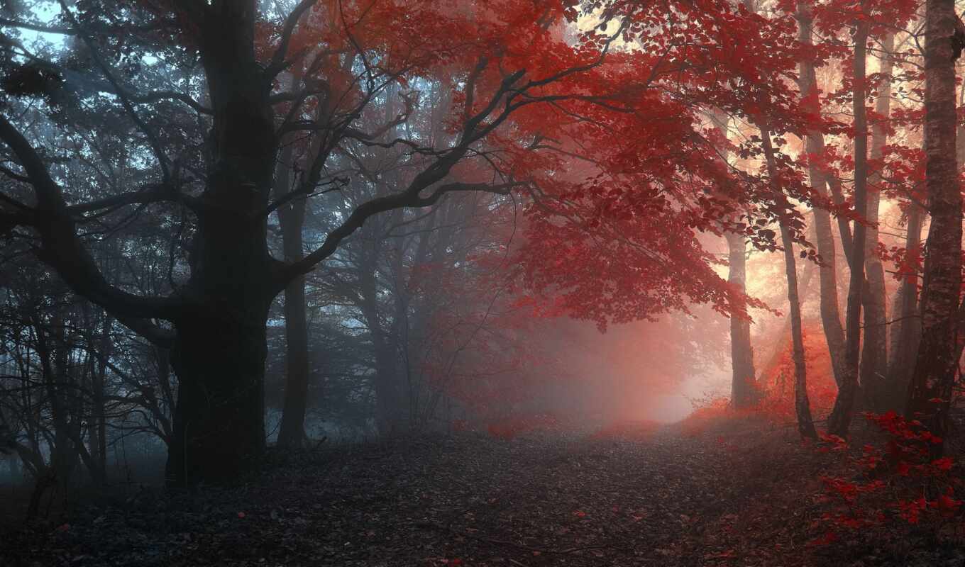 full, forest, road, autumn, foliage, trees, fog, fog, ground