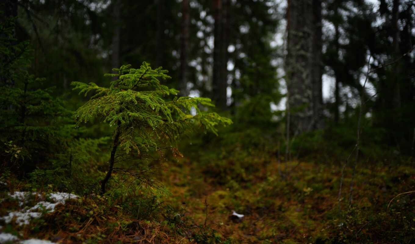лес, дерево, fore, размытость, природа, финляндия, тег