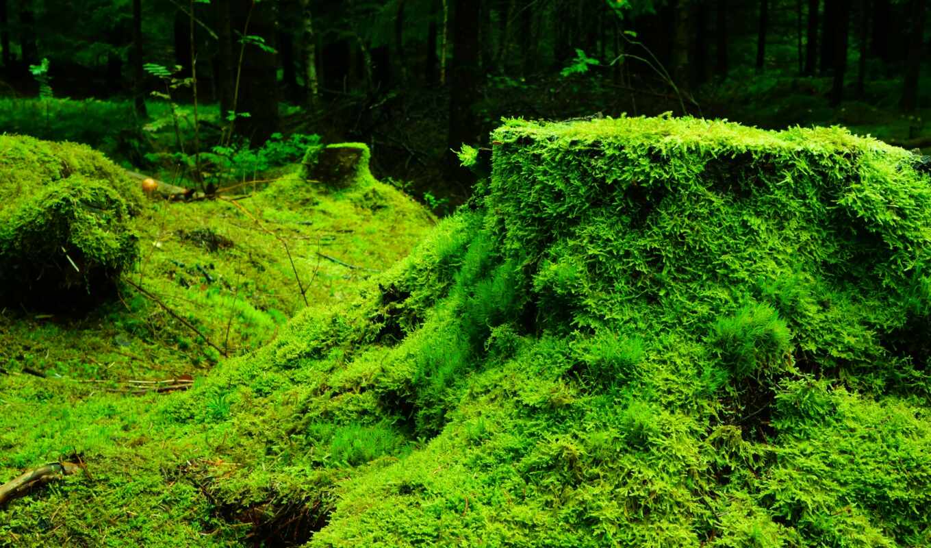 learning, wall, grass, forest, for the first time, live, moss, feature, scientist, scientific